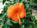 Hibiscus Orange